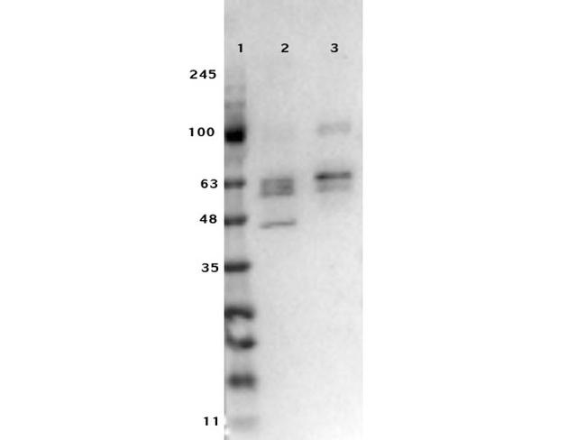 SMAD3 Antibody in Western Blot (WB)