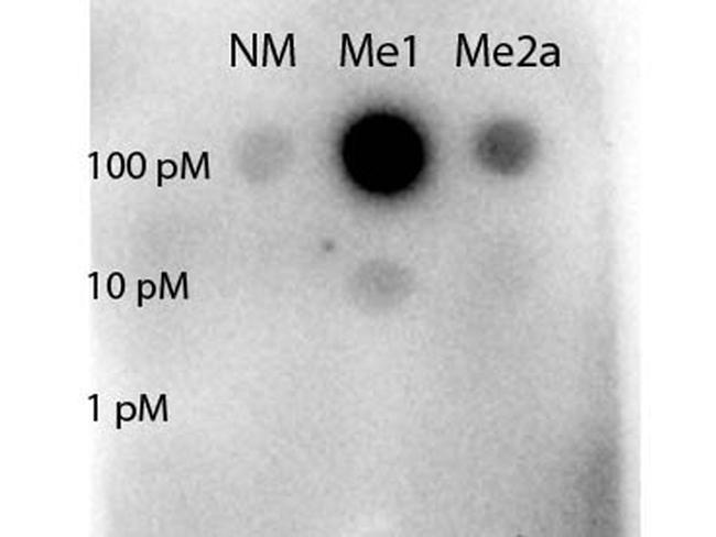 Methyl-STAT5 (Arg31) Antibody in Dot Blot (DB)