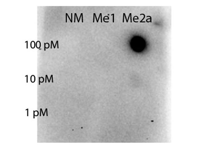 Methyl-STAT5 (Arg31) Antibody in Dot Blot (DB)