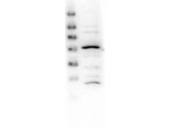 Glut2 Antibody in Western Blot (WB)