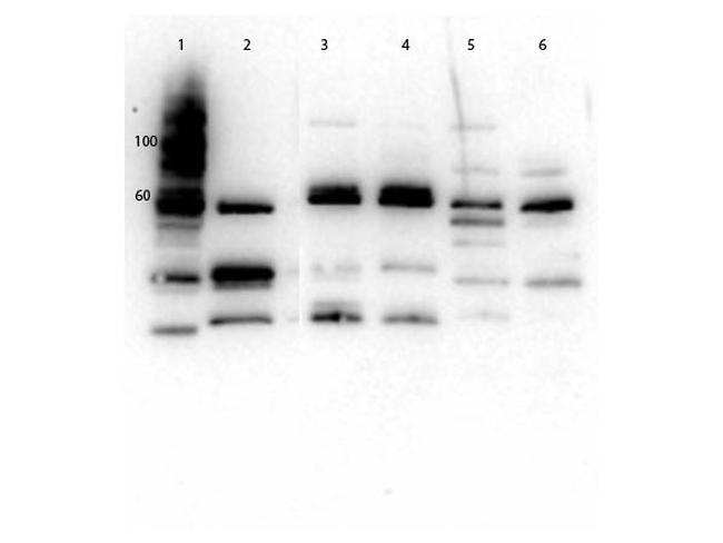 Glut2 Antibody in Western Blot (WB)