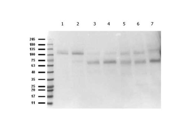 Abi1 Antibody in Western Blot (WB)