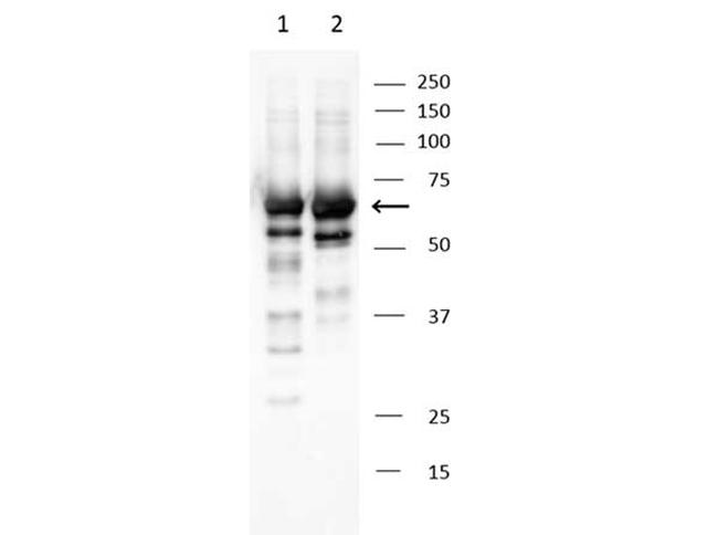 Abi1 Antibody in Western Blot (WB)