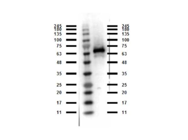 Abi1 Antibody in Western Blot (WB)