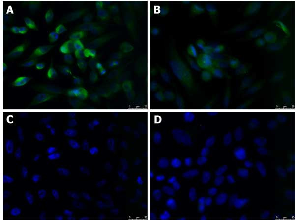 KLF4 Antibody in Immunocytochemistry (ICC/IF)