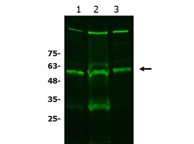 xCT Antibody in Western Blot (WB)