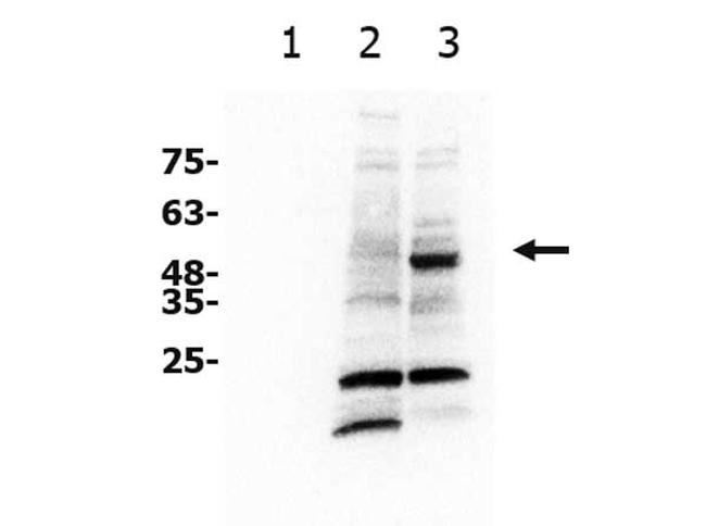 xCT Antibody in Western Blot (WB)