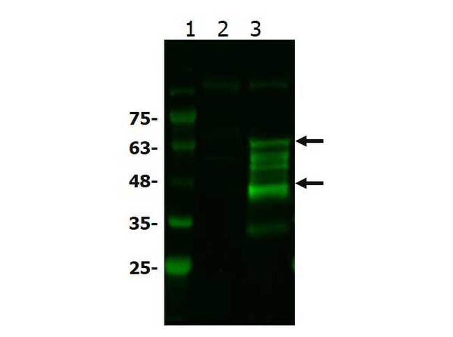 BCL3 Antibody in Western Blot (WB)