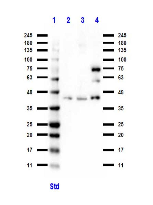 BCL3 Antibody in Western Blot (WB)