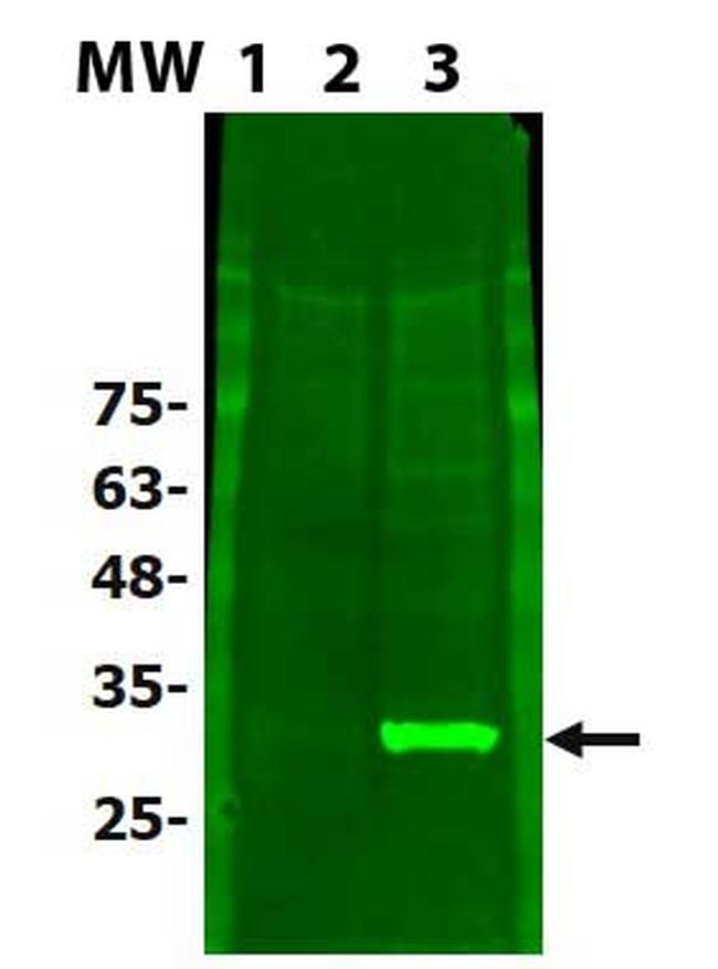 PINK1 truncated Antibody in Western Blot (WB)