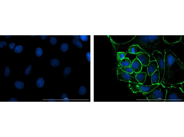 ZO-1 Antibody in Immunocytochemistry (ICC/IF)