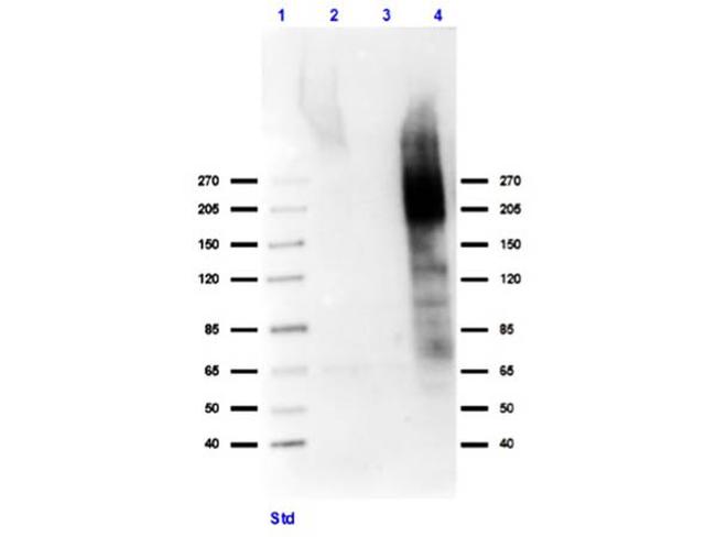 MUC4 Antibody in Western Blot (WB)