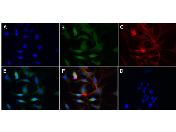 Cytochrome P450 Antibody in Immunocytochemistry (ICC/IF)