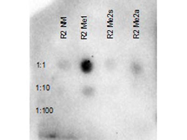 H3R2me1 Antibody in Dot Blot (DB)