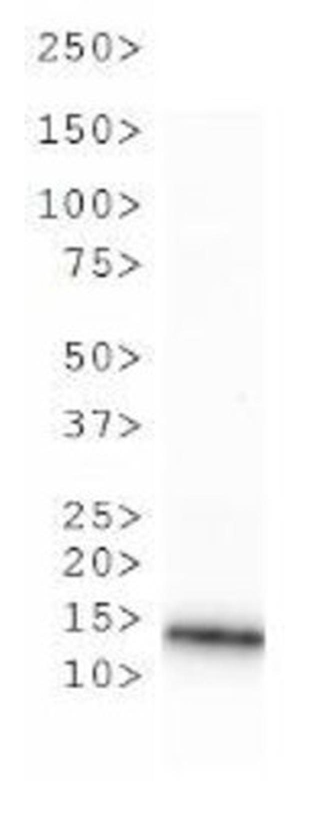 H3R2me1 Antibody in Western Blot (WB)