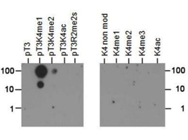 H3K4me1T3ph Antibody in Dot Blot (DB)