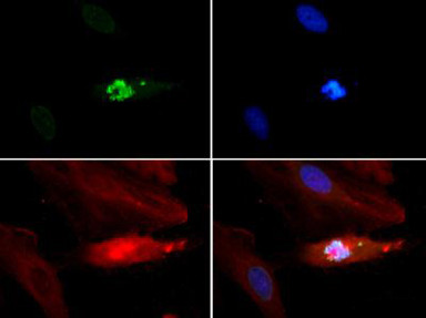 H3K4me1T3ph Antibody in Immunocytochemistry (ICC/IF)