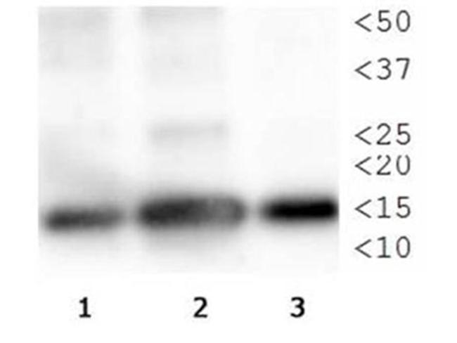 H3K4me1T3ph Antibody in Western Blot (WB)