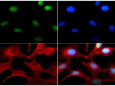 H3K4me1 Antibody in Immunocytochemistry (ICC/IF)