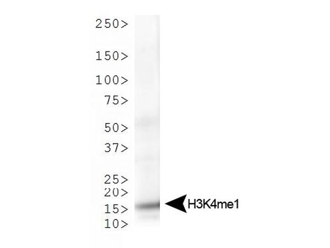 H3K4me1 Antibody in Western Blot (WB)