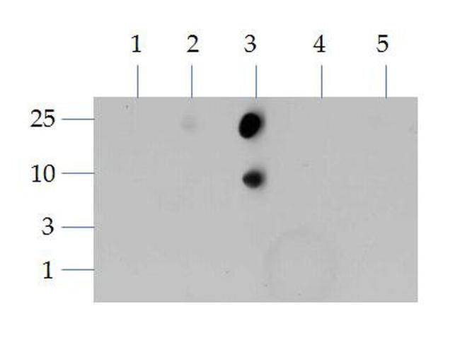 H3K4me2 Antibody in Dot Blot (DB)