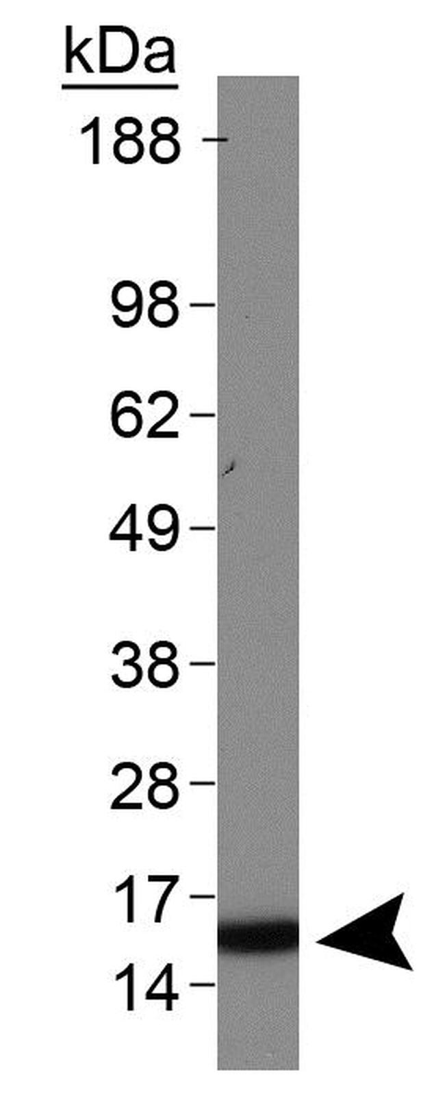 H3K4me2 Antibody in Western Blot (WB)