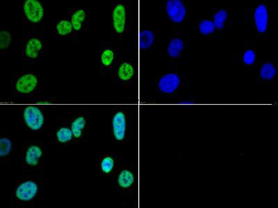 H3K4me3 Antibody in Immunocytochemistry (ICC/IF)