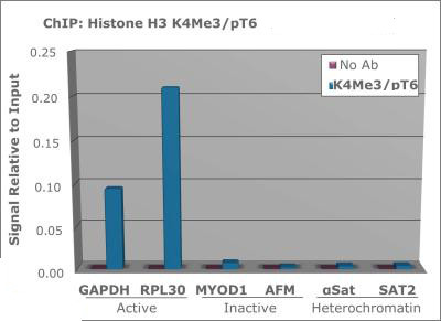 H3K4me3T6ph Antibody in ChIP Assay (ChIP)