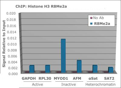 H3R8me2a Antibody in ChIP Assay (ChIP)