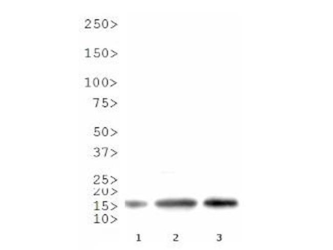 H3R8me2a Antibody in Western Blot (WB)