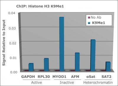 H3K9me1 Antibody in ChIP Assay (ChIP)