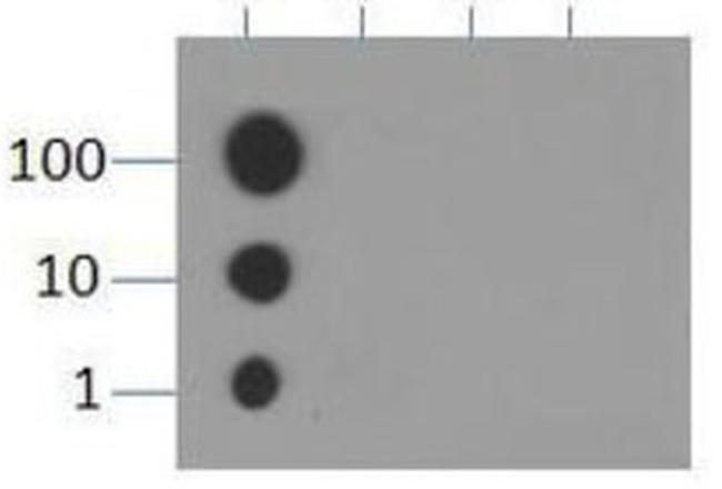 H3K9me1 Antibody in Dot Blot (DB)