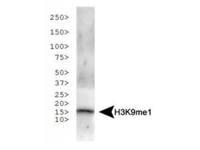 H3K9me1 Antibody in Western Blot (WB)