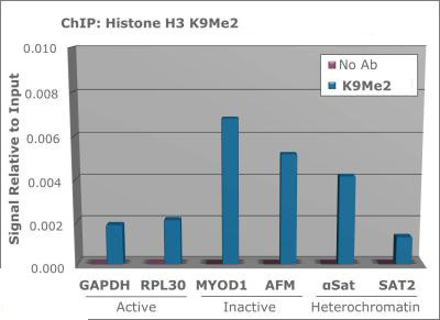 H3K9me2 Antibody in ChIP Assay (ChIP)