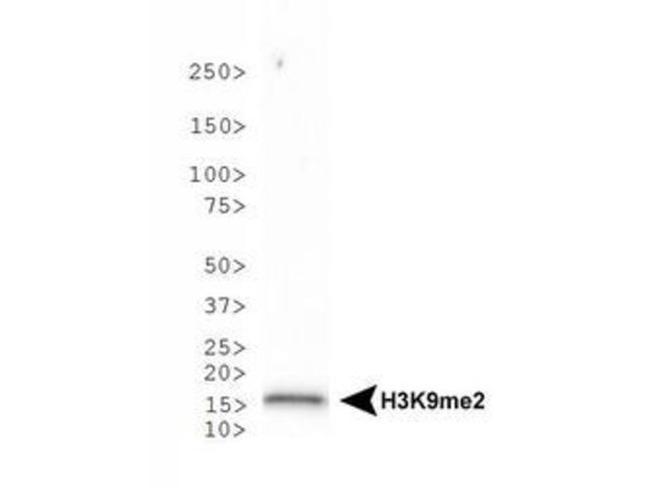 H3K9me2 Antibody in Western Blot (WB)