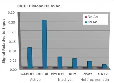 H3K9ac Antibody in ChIP Assay (ChIP)