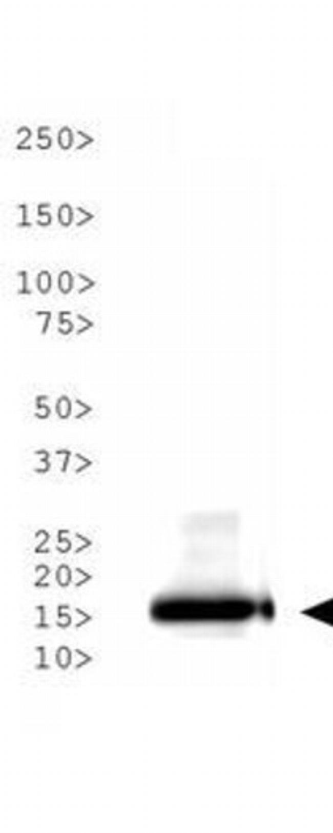 H3K9ac Antibody in Western Blot (WB)