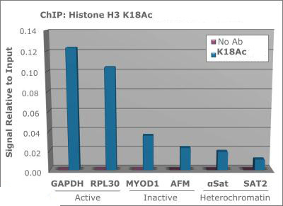 H3K18ac Antibody in ChIP Assay (ChIP)