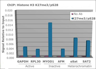 H3K27me3S28ph Antibody in ChIP Assay (ChIP)