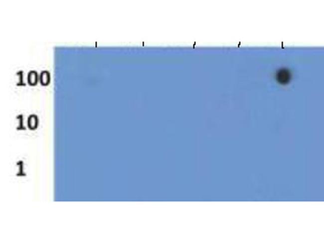 H3K27me3S28ph Antibody in Dot Blot (DB)