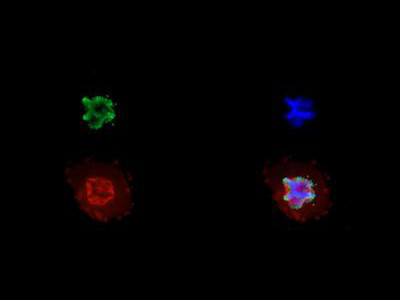 H3K27me3S28ph Antibody in Immunocytochemistry (ICC/IF)