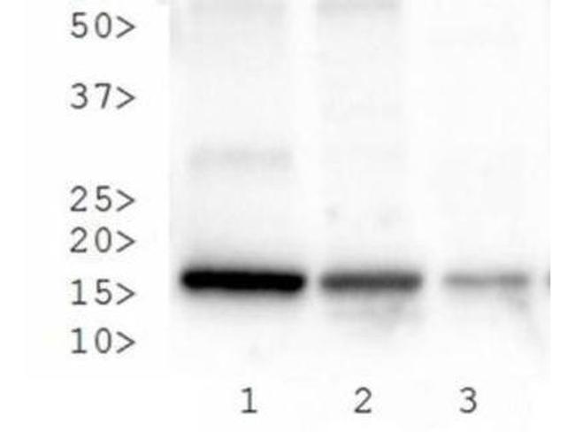 H3K27me3S28ph Antibody in Western Blot (WB)