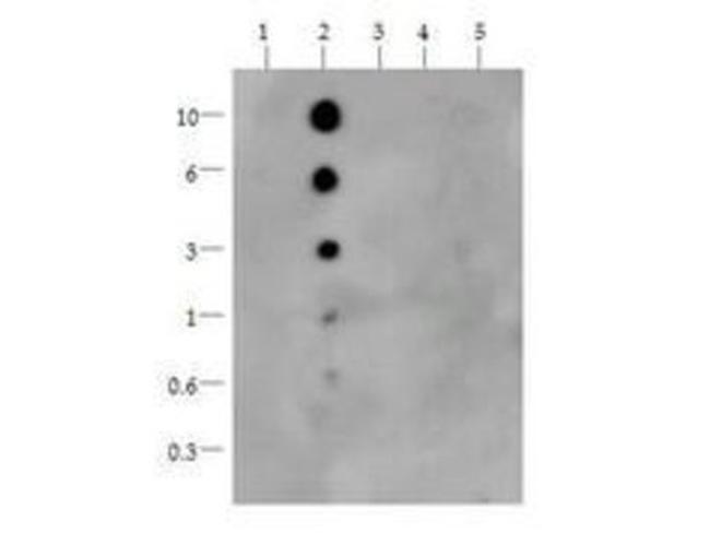 H3K36me1 Antibody in Dot Blot (DB)