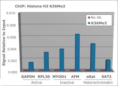 H3K36me2 Antibody in ChIP Assay (ChIP)