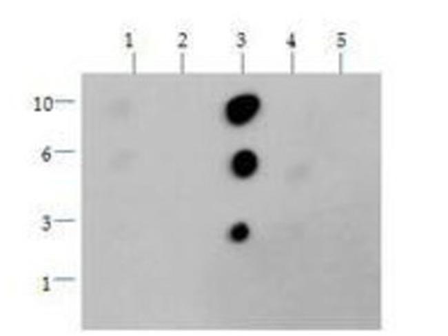 H3K36me2 Antibody in Dot Blot (DB)