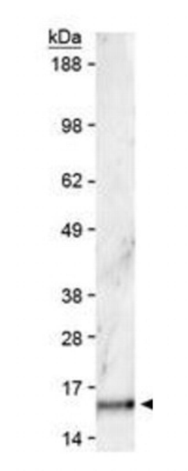 H3K36me2 Antibody in Western Blot (WB)