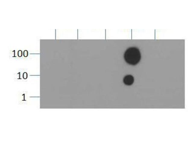 H3K36me3 Antibody in Dot Blot (DB)