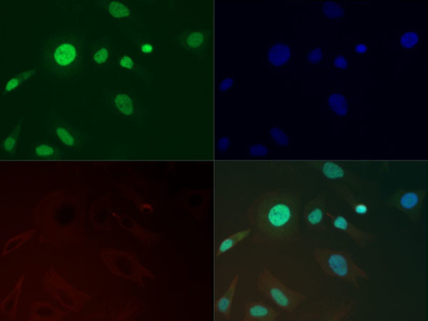 H3K36me3 Antibody in Immunocytochemistry (ICC/IF)