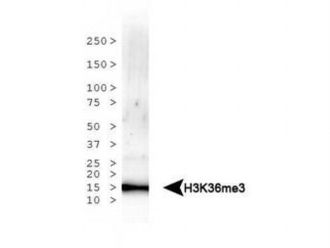 H3K36me3 Antibody in Western Blot (WB)