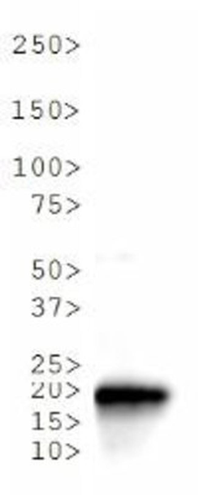 H3K36me3 Antibody in Western Blot (WB)